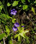 Pinguicula leptoceras